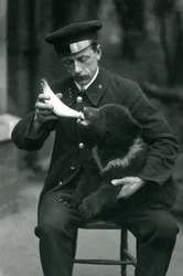 Leslie Martin Flewin állattartó, 1914 májusában a londoni állatkertben etetett egy barnamedve-kölyköt.